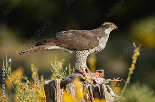 un azor posa en el bosque con su presa