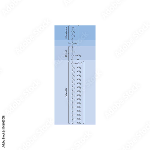 Phosphatidylethanolamine molecular diagram - phospholipid structure schematic illustration.