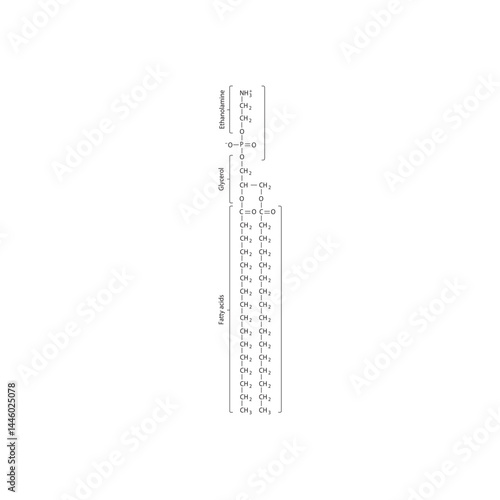 Phosphatidylethanolamine molecular diagram - phospholipid structure schematic illustration.