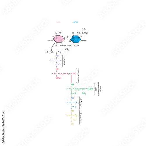 Peptidoglycan of E. coli molecular structure diagram - schematic illustration of NAM, NAG and 5 amino acids.