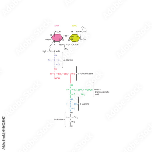 Peptidoglycan of E. coli molecular structure diagram - schematic illustration of NAM, NAG and 5 amino acids.