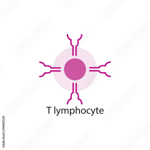 T lymphocyte  schematic illustration. Biological simple diagram showing immune sell structure.