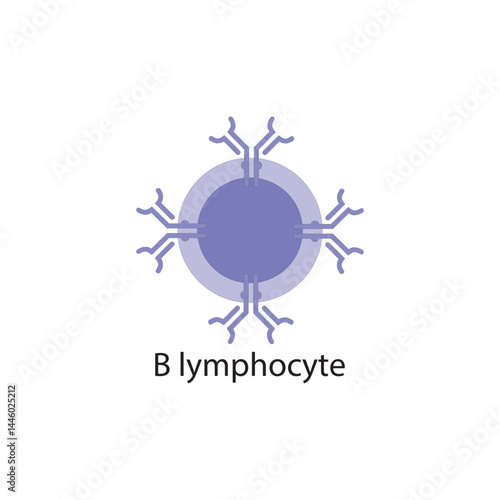 B lymphocyte  schematic illustration. Biological simple diagram showing immune sell structure.