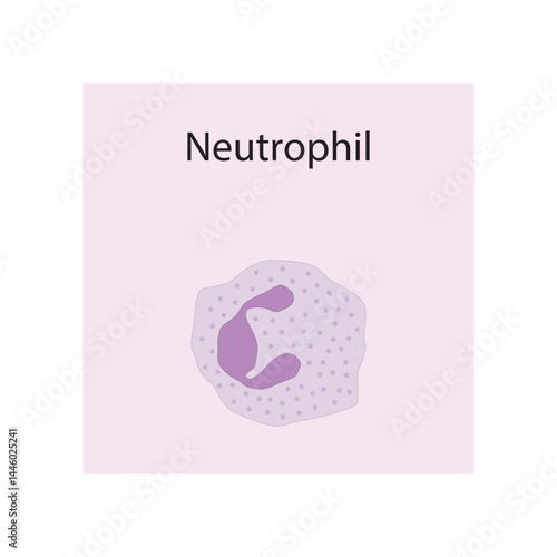 Neutrophil schematic illustration. Biological simple diagram showing immune sell structure. schematic illustration. Biological simple diagram showing immune sell structure.