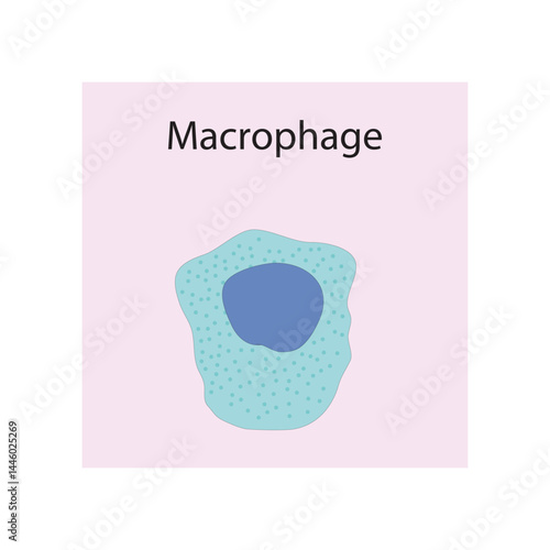 Macrophage  schematic illustration. Biological simple diagram showing immune sell structure.
