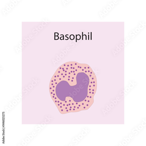 Basophil  schematic illustration. Biological simple diagram showing immune sell structure.