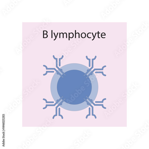 B lymphocyte  schematic illustration. Biological simple diagram showing immune sell structure.
