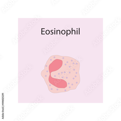 Eosinophil  schematic illustration. Biological simple diagram showing immune sell structure.