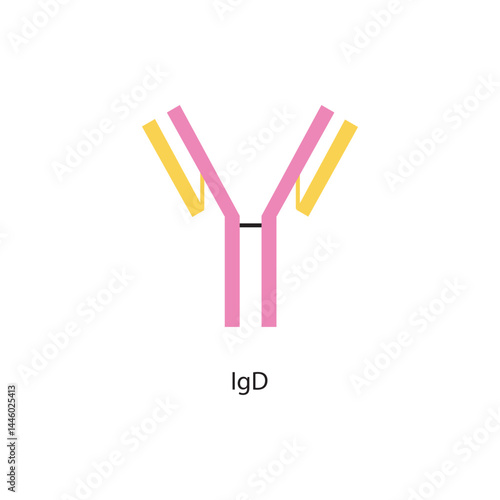 IgD immunoglobulin antibody structure schematic illustration. Simple immunology diagram.