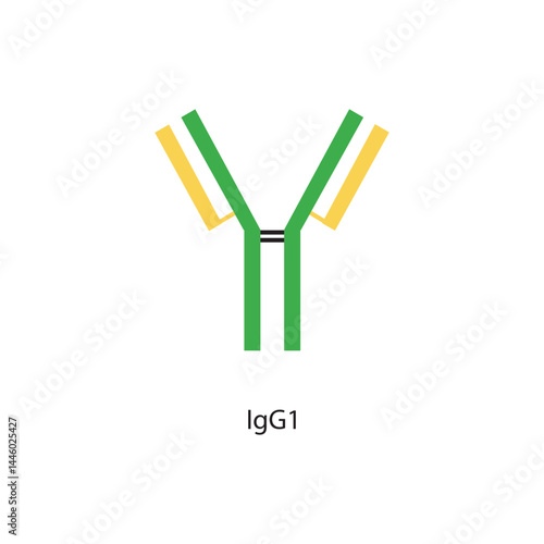 IgG1 immunoglobulin antibody structure schematic illustration. Simple immunology diagram.