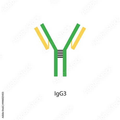 IgG3 immunoglobulin antibody structure schematic illustration. Simple immunology diagram.