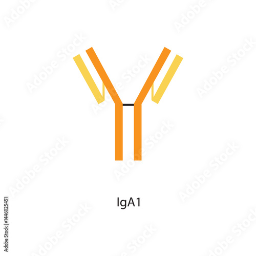 IgA1 immunoglobulin antibody structure schematic illustration. Simple immunology diagram.