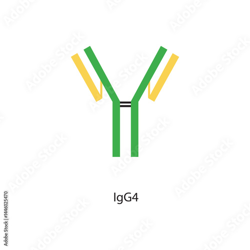 IgG4 immunoglobulin antibody structure schematic illustration. Simple immunology diagram.