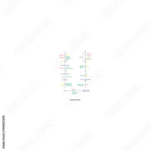Pyrimidine synthesis diagram - simple schematic illustration of enzymatic reacion. Biosynthesis pathway via UTP, CTP, UMP.
