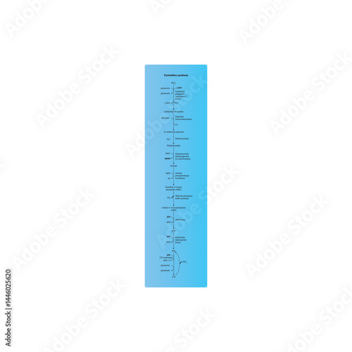 Pyrimidine synthesis diagram - simple schematic illustration of enzymatic reacion. Biosynthesis pathway via UTP, CTP, UMP.