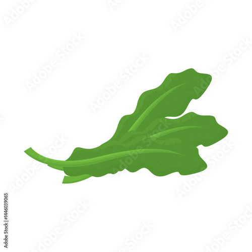 Fresh arugula leaves. Vector