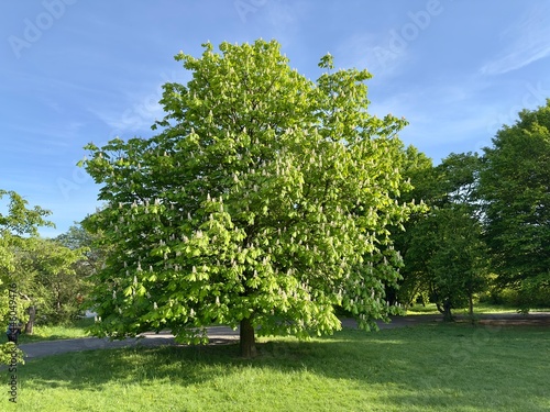 Flowering Chestnut Tree in Spring