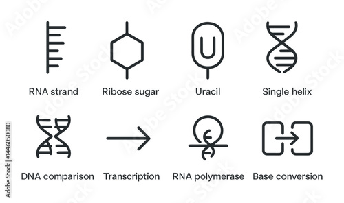 Genetic science icon set – outline style dna, genetics, and biotechnology symbols for research: rna strand, ribose sugar, uracil, single helix, dna comparison, transcription