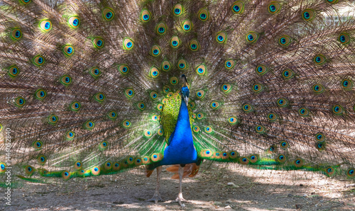 Obraz na płótnie Beautiful Peacock at the zoo w salonie