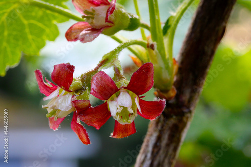 Gooseberry Blossoms 03