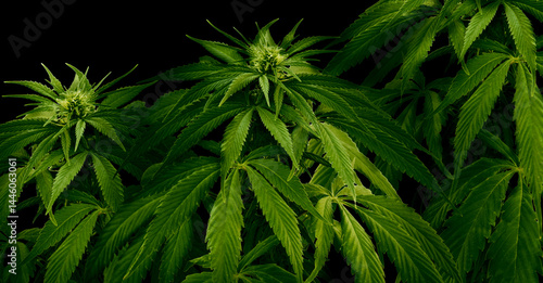 Obraz na plátně Beautiful hemp plants on dark background. Banner design