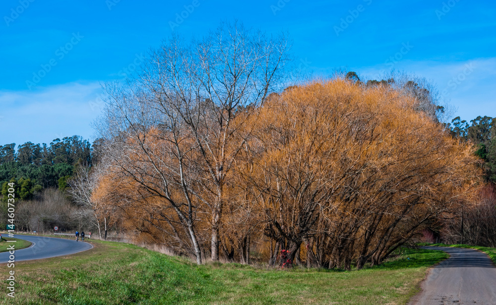 Fototapeta premium Mar del Plata, roads, forests, lagoons, parks, around the city