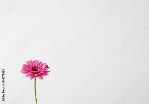 Obraz na płótnie Pink gerbera daisy flower head with green stem on white isolated background minimal style design element. Concept of new medical cure, cancer recovery, treatment breakthrough. w salonie