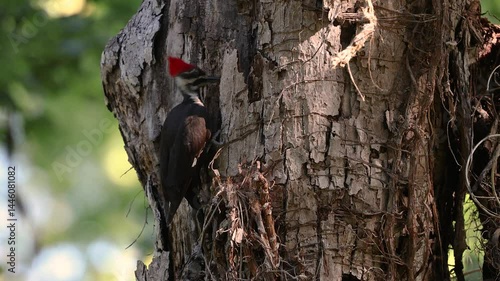 Pileated woodpecker on a tree