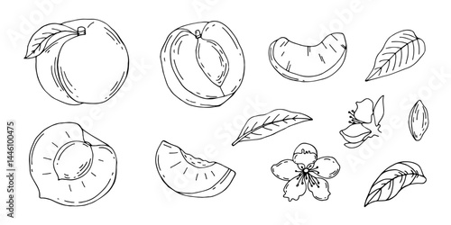 Hand drawn peach set. Sketch style summer fruit drawings collection. Peach, half, peach leaf and flower For package, designs. Vector illustrations.
