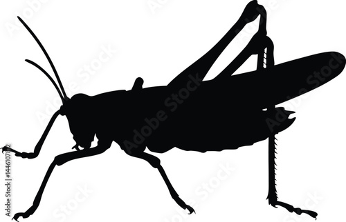 grasshopper vector silhouette, grasshopper black icon vector