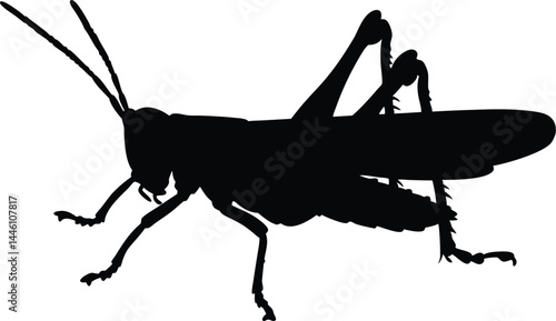 grasshopper vector silhouette, grasshopper black icon vector
