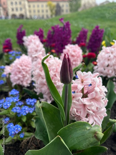 Tulips and hyacinths blooming in spring garden