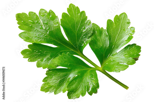 Fresh green parsley sprig with water droplets isolated on wet herb leaf on transparent background