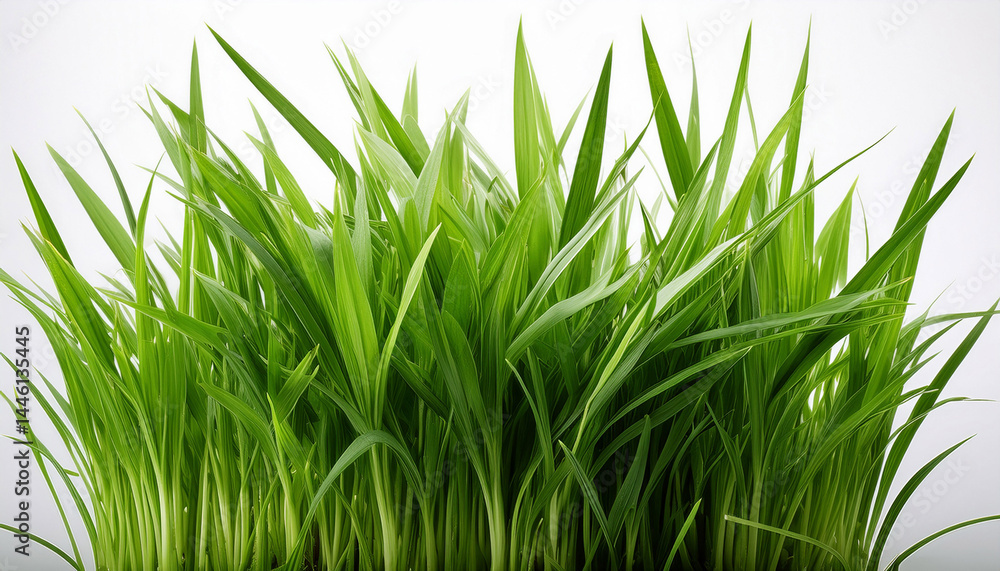 Naklejka premium fresh green grass with sharp blades isolated on a white background