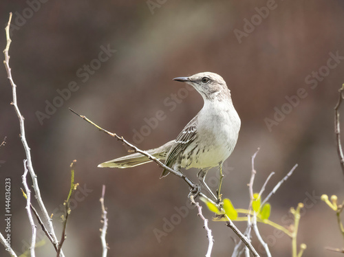 Bahama Mockingbird
