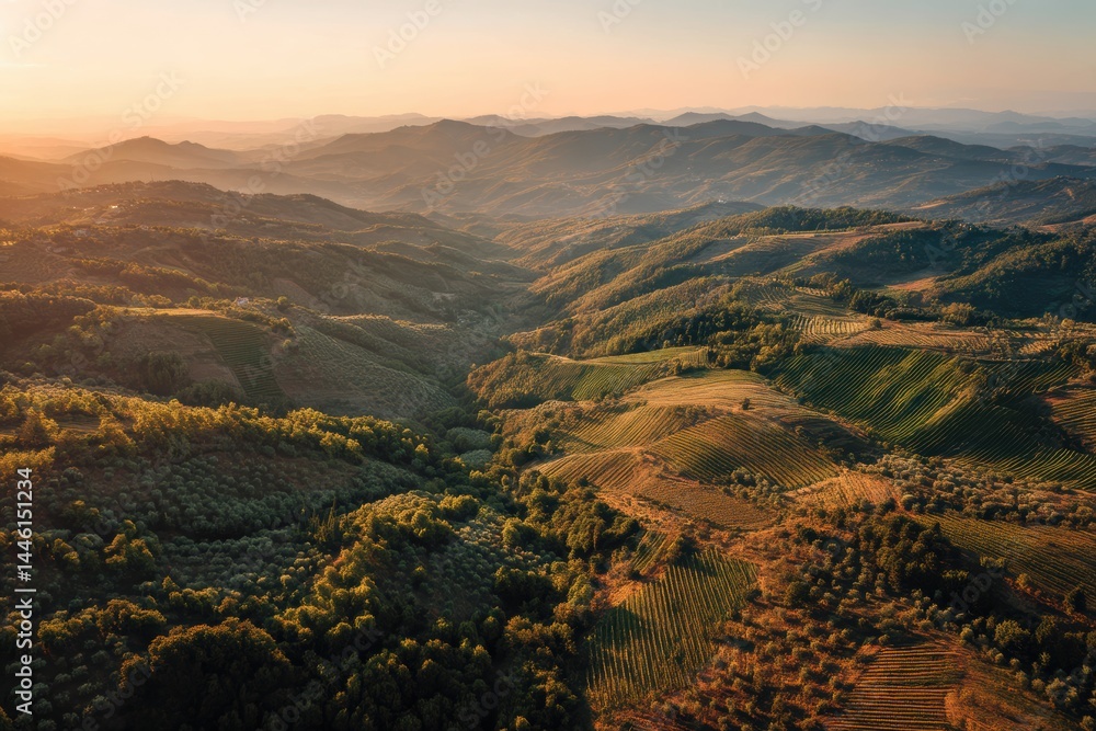 Golden Mediterranean Landscape with Vineyards and Olive Trees at Sunset for Scenic Prints