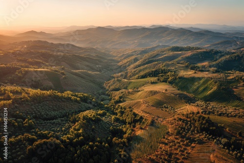 Golden Mediterranean Landscape with Vineyards and Olive Trees at Sunset for Scenic Prints