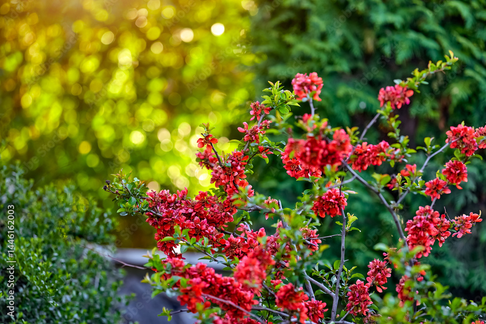 Pink quince flowers in the green garden. Springtime blooming on the trees with warv evening sunshine lighting. Blurry background. Landscape design.