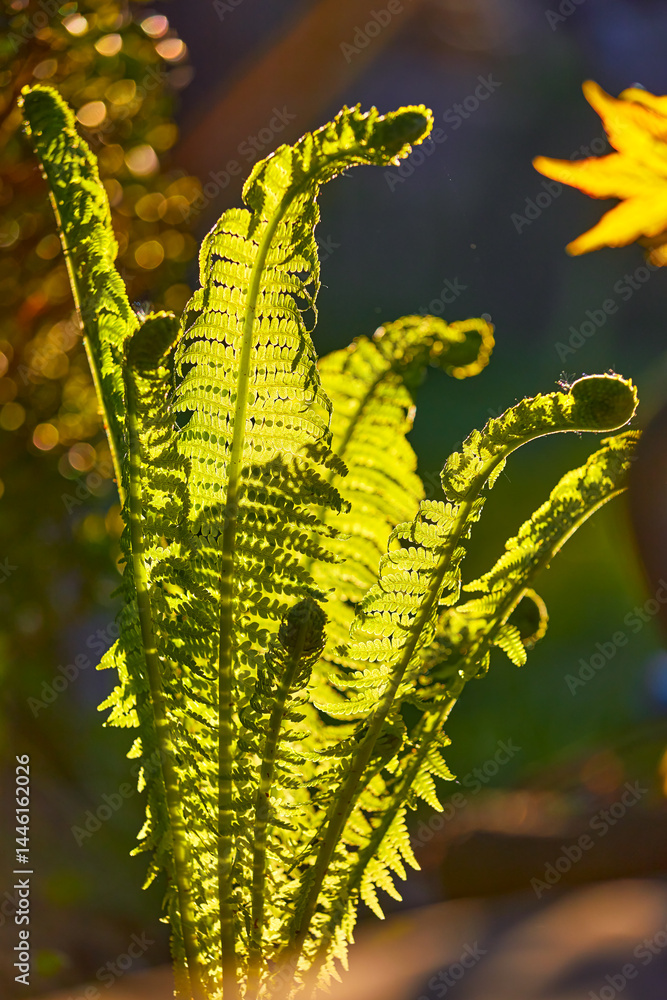 Young leaves of the fern plant in the warm evening lighting. Macro photo with blurry background and beautiful floral details.