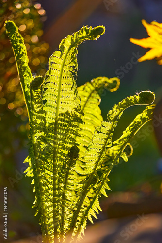 Young leaves of the fern plant in the warm evening lighting. Macro photo with blurry background and beautiful floral details.