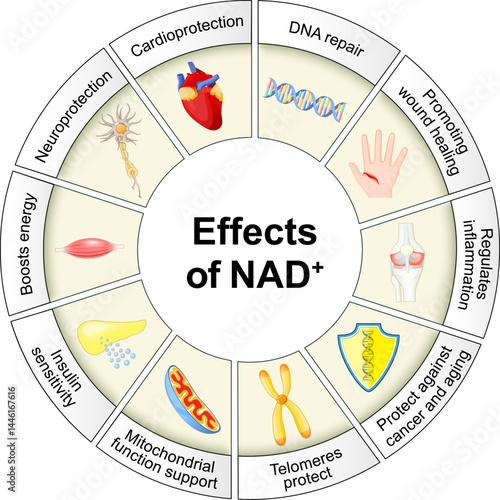 Effects of NAD plus