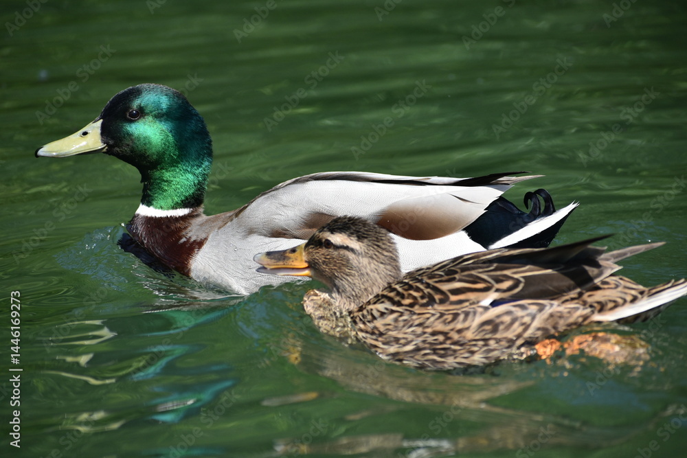 Obraz premium Enten im Teich
