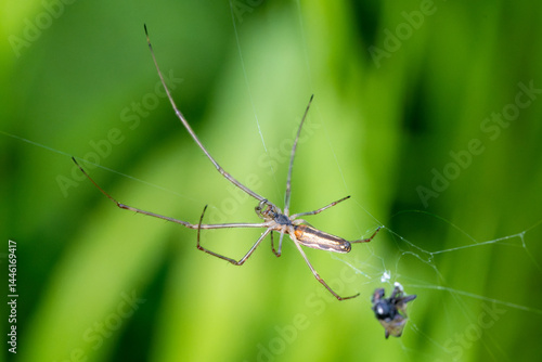 Wallpaper Mural Tetragnatha spec. dans sa toile, araignée longiligne sur fond naturel Torontodigital.ca