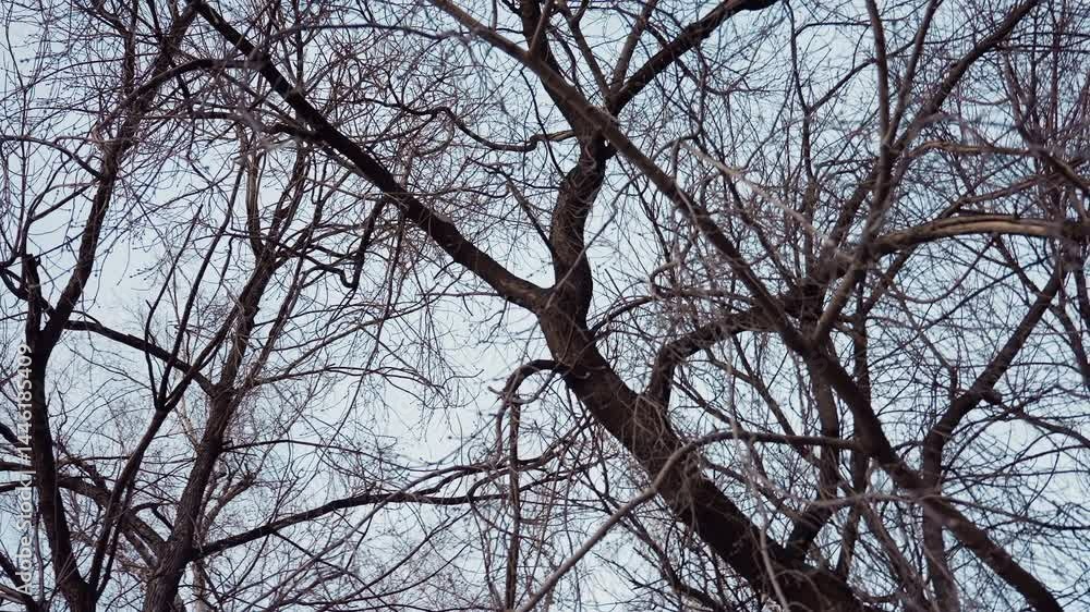 Skyward view of tall tree with intricate network of bare branches and few dry leaves remaining, silhouetted against overcast winter sky, capturing essence of cold dormant season in nature Skyward view of tall tree with intricate network of bare branches and few dry leaves remaining, silhouetted against overcast winter sky, capturing essence of cold dormant season in nature