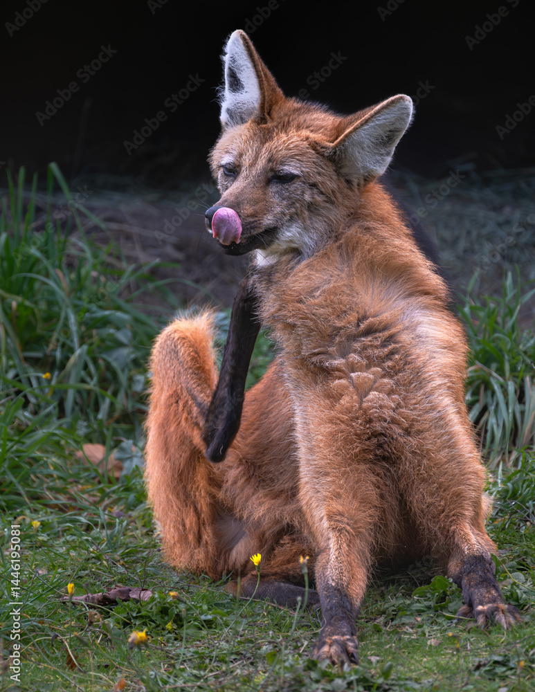 Portrait of a Maned Wolf (Chrysocyon brachyurus)
