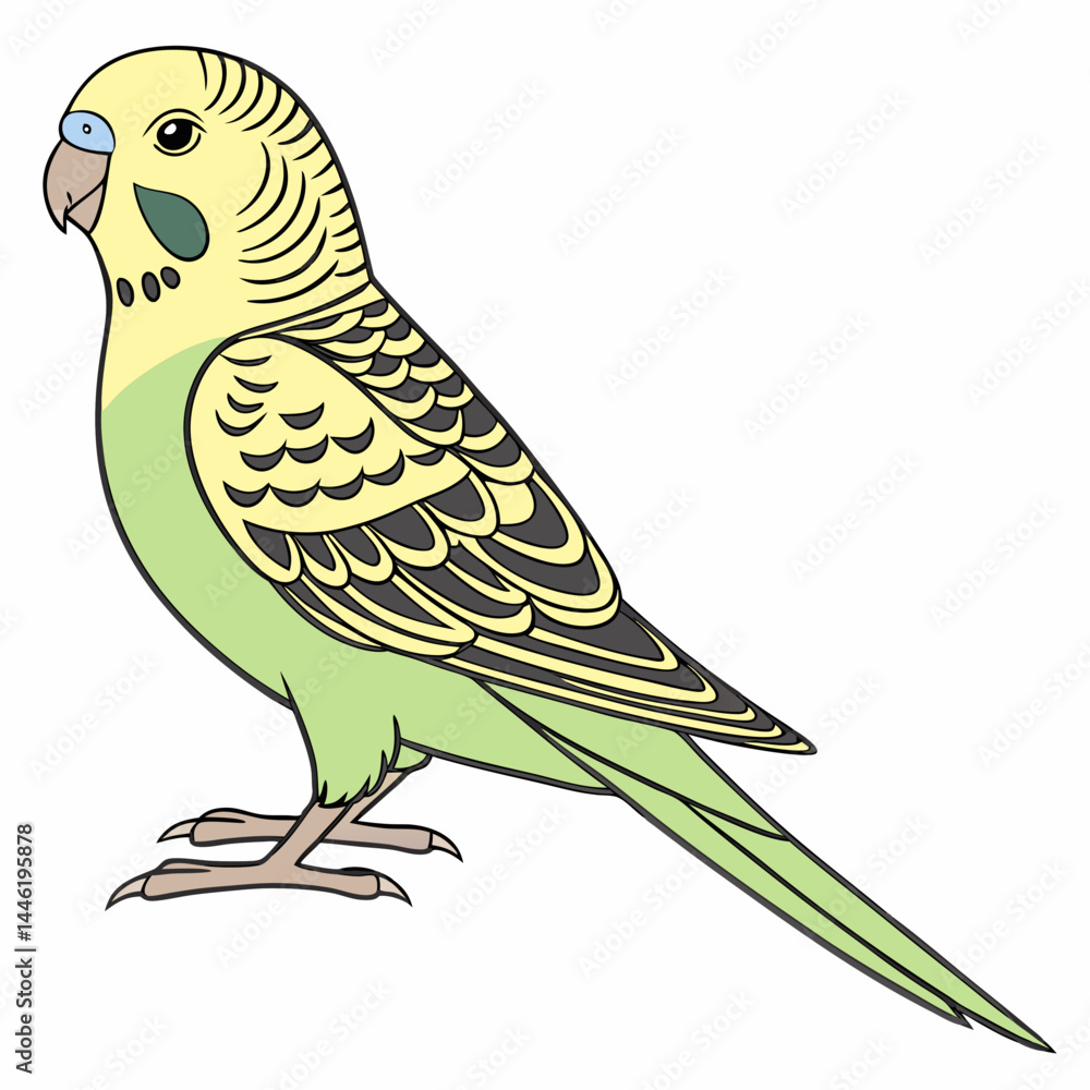 Fototapeta premium A vector illustration of the American Lineolate Parakeet, featuring its distinctive barred feathers and playful demeanor—ideal for pet-themed designs.
