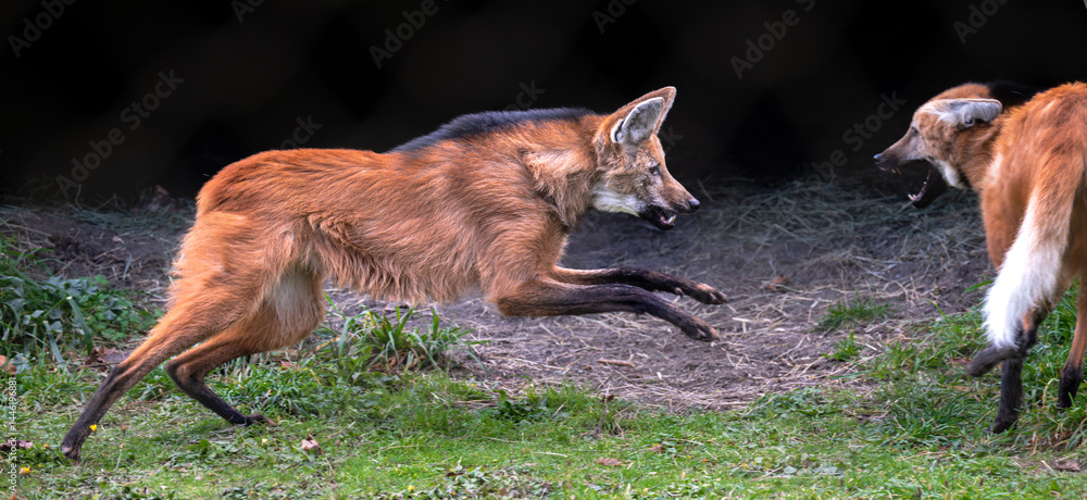 Portrait of a Maned Wolf (Chrysocyon brachyurus)