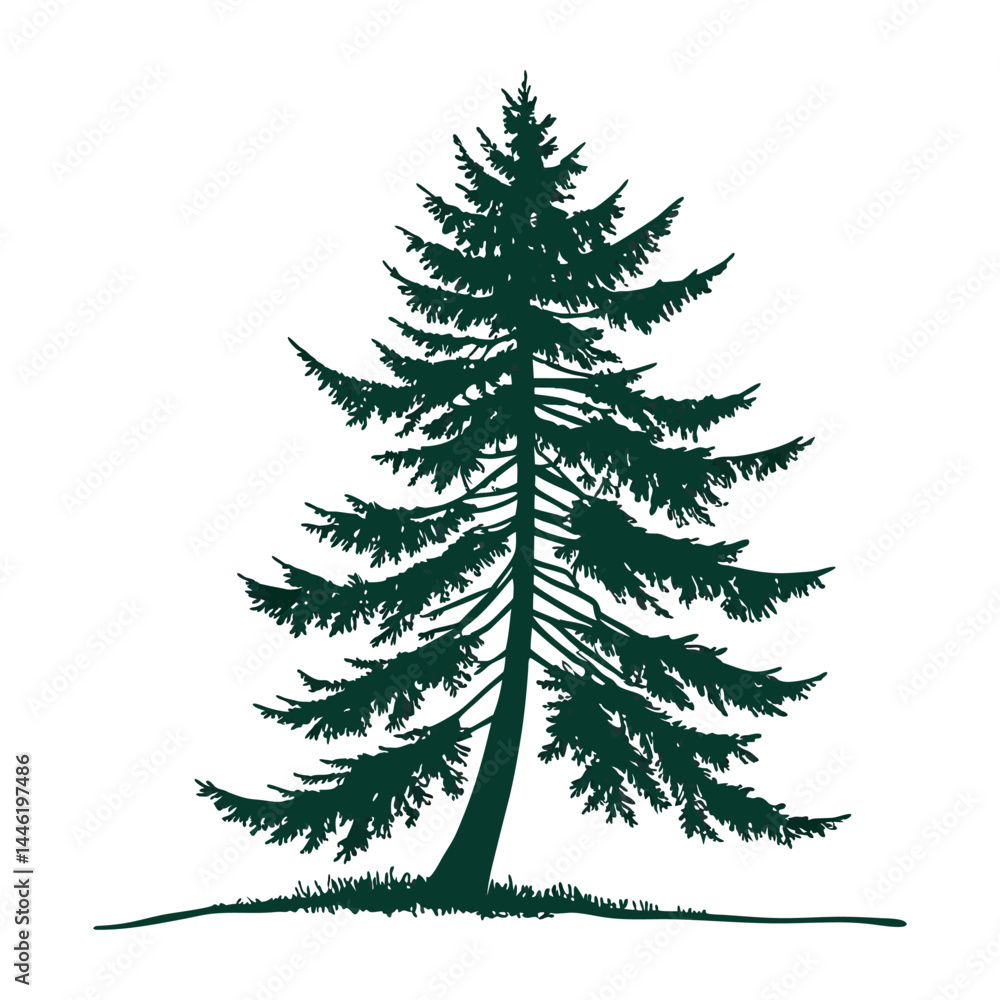 Obraz premium Dark green pine tree silhouette on white background