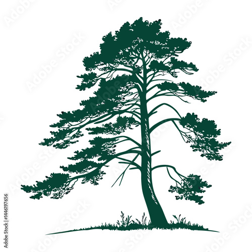 A simple, symmetrical  a tall evergreen pine tree with layered branches, dark green color 