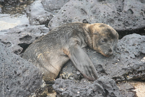 Sealion - Seelöwe - Seehund - Jungtier - nass